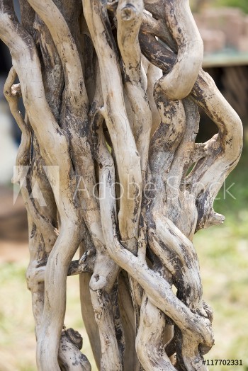Picture of Twisted branches